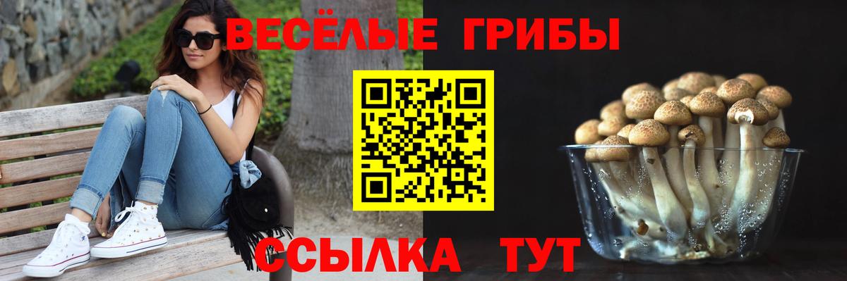 Камышлов  Псилоцибиновые грибы Psilocybine cubensis  Вход с VPN 